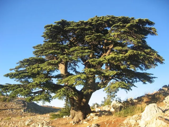 3 Seeds Cedrus Libani, Cedar Of Lebanon