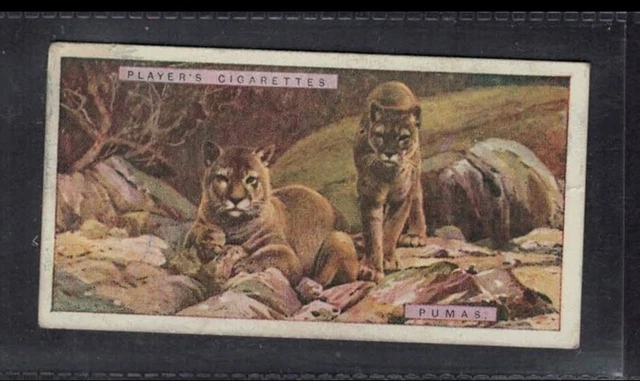 PUMAS - 95 + year old English Tobacco Card # 39