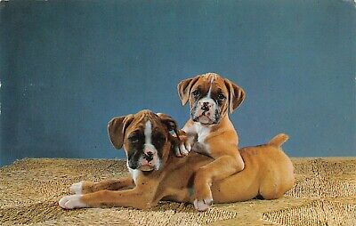Boxer Puppies Purebred Dogs Cute Animals Brothers Vtg Postcard M8