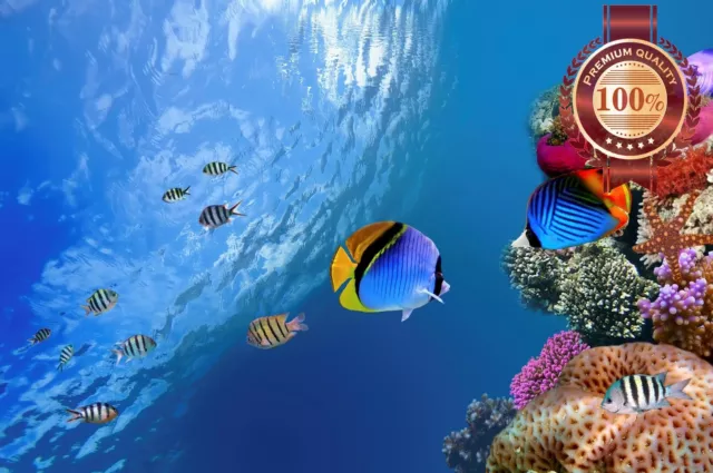 Underwater Coral Reef With Fish Scene Photo Wall Art Print - Premium Poster