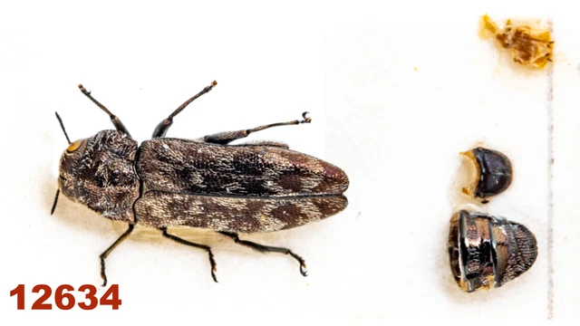 Buprestidae: Coraebini sp.  A1, 5.5 mm, Mounted, 1 pc