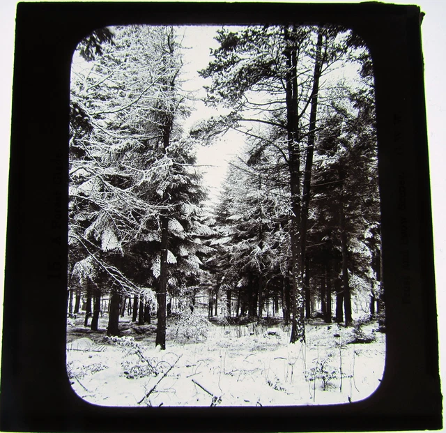 GWW Glas Zauberlaterne Rutsche A WALDLICHTUNG C1910 BÄUME WALDLAND