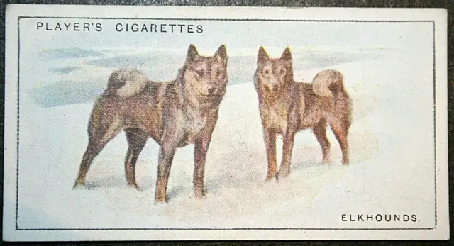 ELKHOUND  Vintage 1925 Illustrated Card  AD26M