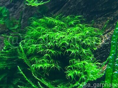 Phoenix Moss (Fissidens fontanus) - Live Aquarium Plants
