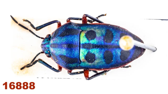 Heteroptera Scutellarinae:  sp.   A2, 11 mm, Mounted , 1 pc