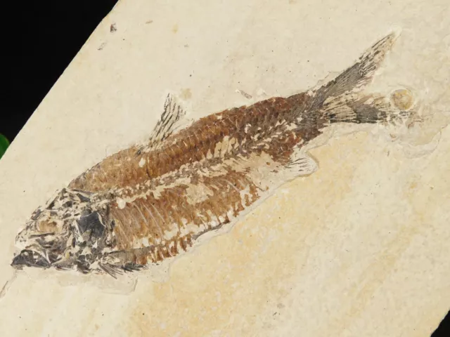 Visible SCALES! On This 50 Million Year Old FISH Fossil With Stand Wyoming 701gr