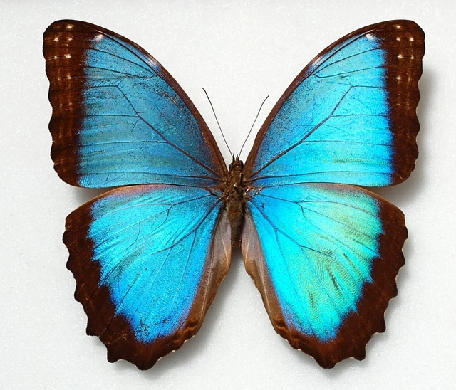 Nice male of Morpho electra from Bolivia