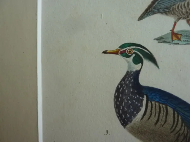 Gravure XIXè oiseaux par PRETRE pétrel, sarcelle, canard - avec passe-partout