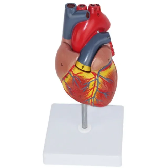 PVC Réplique de coeur anatomique  Anatomie modèle coeur 3D  Science