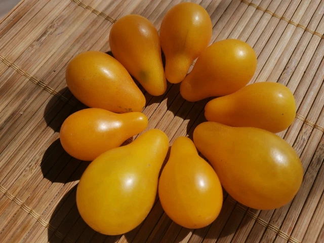 50 Graines Tomate Poire Jaune - Variété Cocktail Apéritif - Facile à Cultiver En Pot Ou Pleine Terre