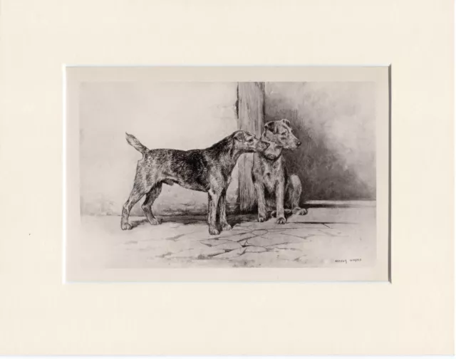WELSH TERRIER 1897 ANTIQUE DOG PRINT by ARTHUR WARDLE READY MOUNTED