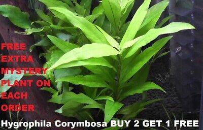 Hygrophila Corymbosa Bunch Buy2Get1 free Easy Live Aquarium Plants Beginner tank