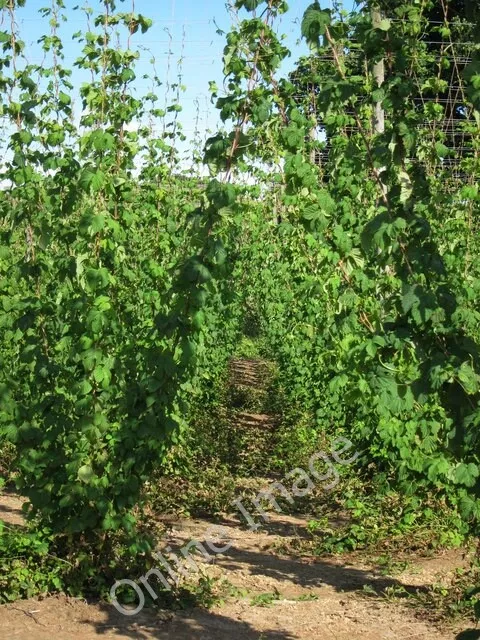 Photo 6x4 Hop field Linkhill 2 c2011