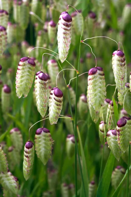 Briza Maxima 'Greater quaking Grass - Approx 200 Seeds - Hardy Annual