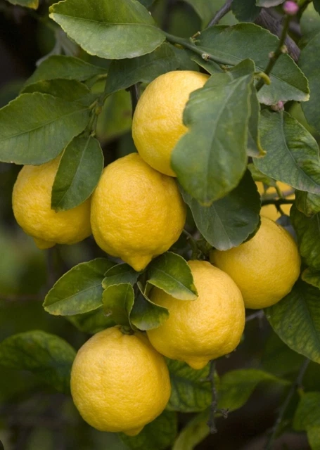 10kg Di Limoni Di Sicilia,Limoni Bio