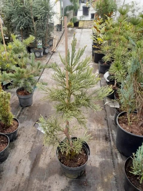 Sequoiadendron giganteum glaucum, blauer Mammutbaum 80-90cm, Bergmammutbaum