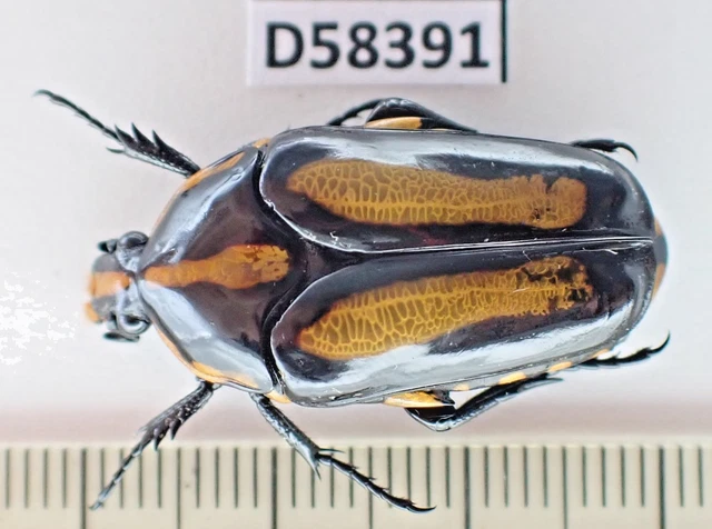 標本 Oryctes gigas pair 67mm 67mm A1 Oryctes gigas 66mm 64mm big pair Beetles, Insects