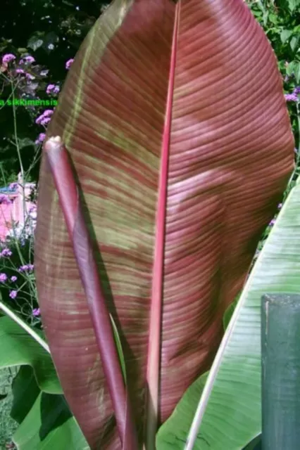 Musa Sikkimensis 'Bengal Tiger' Banana Plug Plant - Gets Stunning Striped Leaves