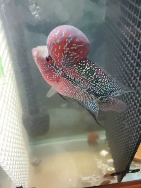 VIP Super Red Dragon Flowerhorn  monster kok beautiful insane red SRD Beast!!!