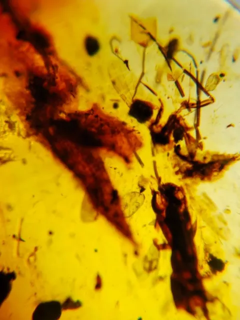 unknown plant&fly Burmite Myanmar Burmese Amber insect fossil dinosaur age