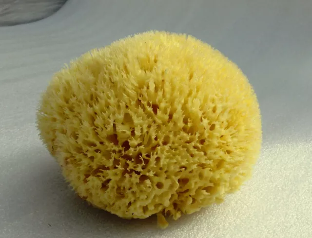 Natural Sea Sponge 6'' to 6.5'' Large GREEK KALYMNOS