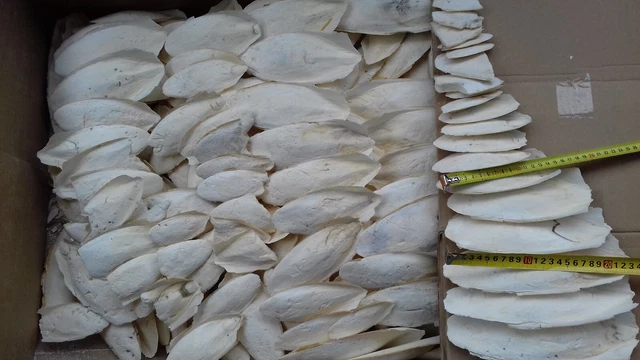 1,5 KG os de seiche 16-22 cm. calcium perruche canari tortue EUR 23,00