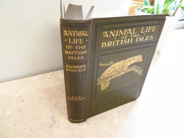 1921 Animal Life Of British Isles Step 111Plts Reptiles Batrachians Reptiles Bat