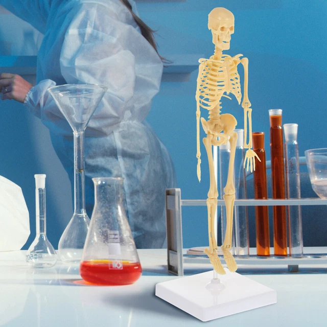 SET OF 2 Human Skeleton Movable Model STEM Toys Anatomy Real Person £20 ...