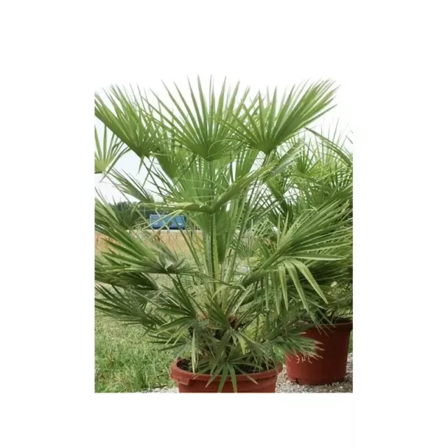 10 Graines fraiches de Chamaerops humilis - Palmier doum