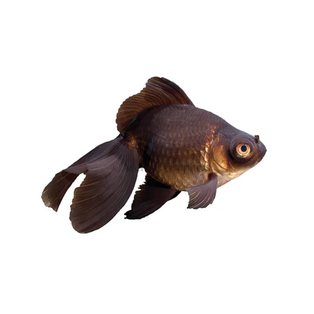 Live Black Moor Goldfish for fish tank, koi pond or aquarium HIGH QUALITY FISH