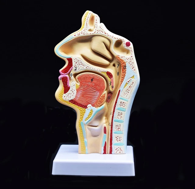 Human Anatomical Nasal Cavity Throat Anatomy Medical Model for Science Classroom