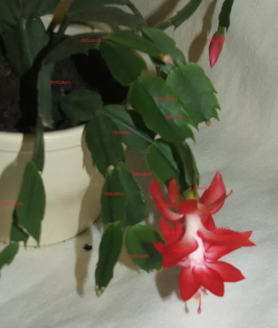 RED CHRISTMAS Cactus LARGE BLOOMS house plant NOT IN FLOWER AT THE MOMENT