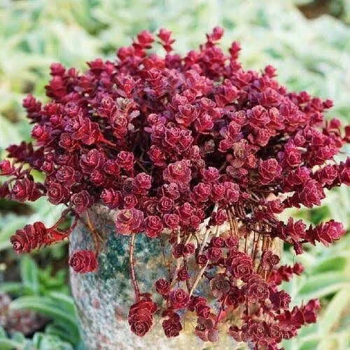 Phedimus spurius 'Schorbusser Blut'🏵️cutting, display in  7cm pot succulent