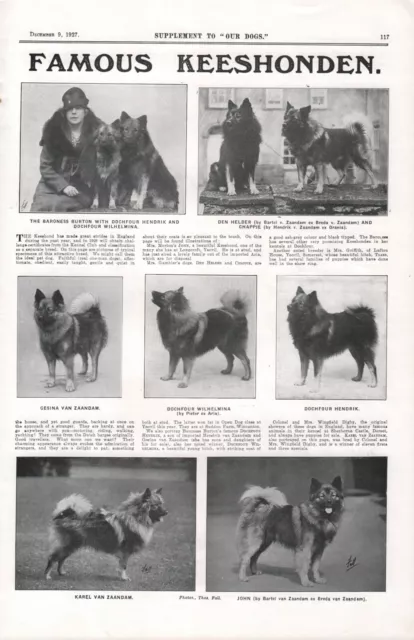 1927 KEESHOND OUR DOGS DOG BREED KENNEL ADVERT PRINT PAGE b201