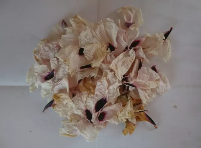 Pfingstrose Paeonia Blütenblätter getrocknet 10 g Potpourris