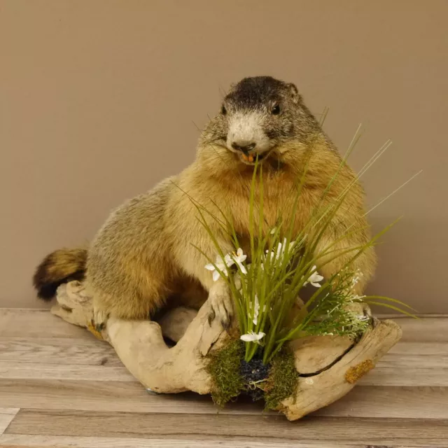 Marmota Preparado Altura 38CM en Rama Trofeo Maclean Taxidermy Deco 89.12.58