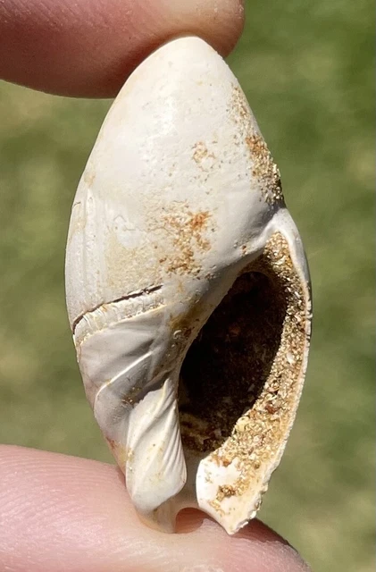 FRANCE FOSSIL GASTROPOD Ancilla glandiformis Miocene Megalodon Age ...