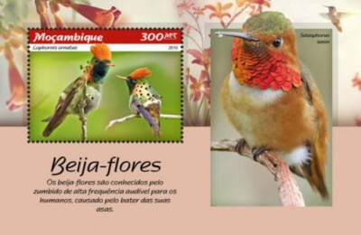 Francobollo Souvenir Foglio Colibri Togo 2020 Messicano Violetear Colibri 