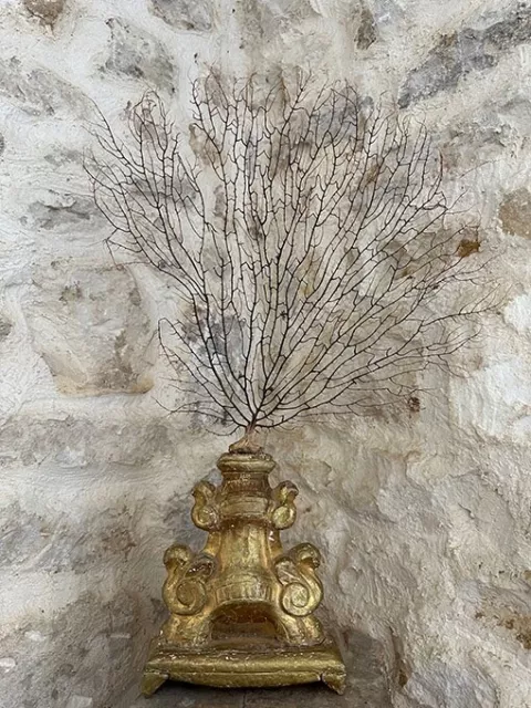 Très belle gorgone sur porte palme tripode en bois sculpté doré XVIIIème baroque