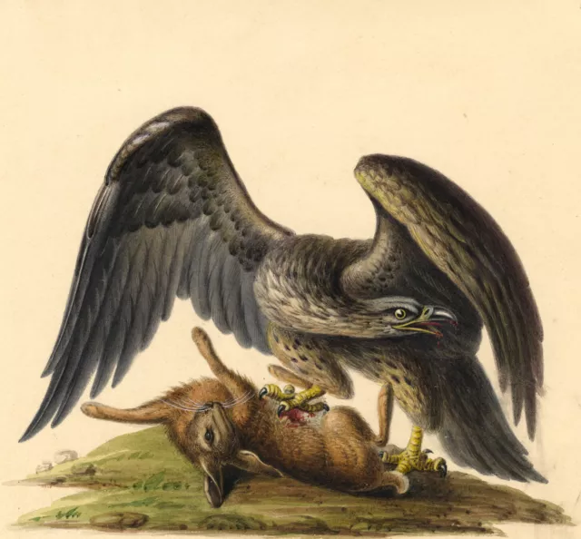 Golden Eagle Attacking a Hare – Original early 19th-century watercolour painting