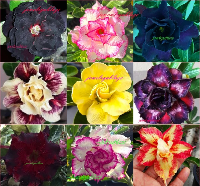 1 planta gratis! "Hermoso Adenium Obesum ""mixto"" 9 plantas ¡9 tipos!¡!