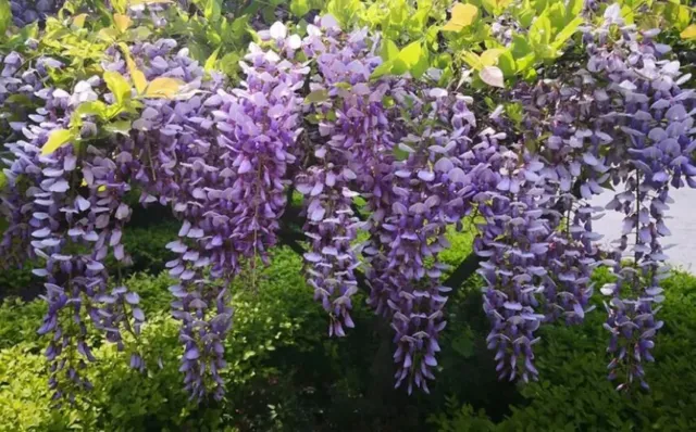 Chinese Wisteria Hardy Garden Shrub Scented Blue Flowering Climbing Plants LARGE