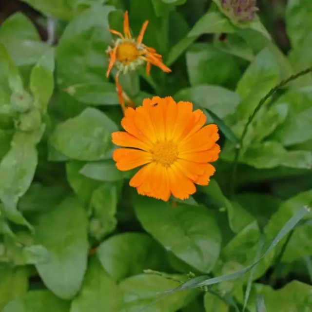 CALENDULA Erba sfusa Essiccata BIOLOGICA Fiore, Calendula officinalis Flos 3