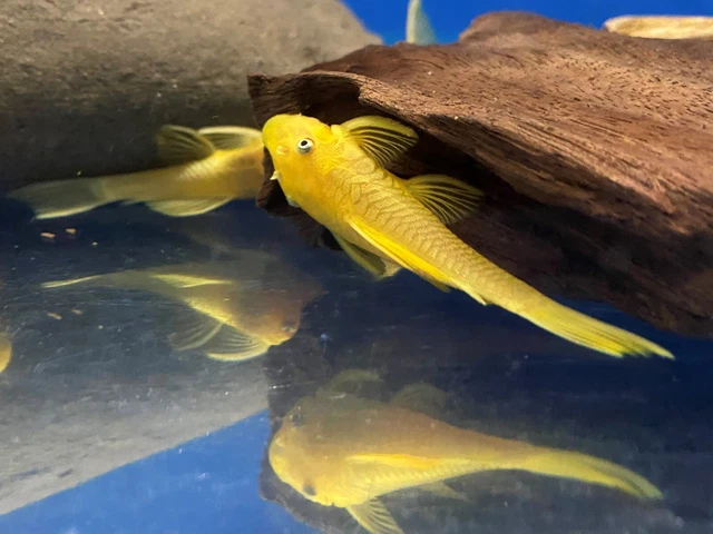 BLUE EYE LEMON YELLOW L144 Bristlenose Plecostomus 1-1/2 inch+ (2 Pack) LF Genes 8