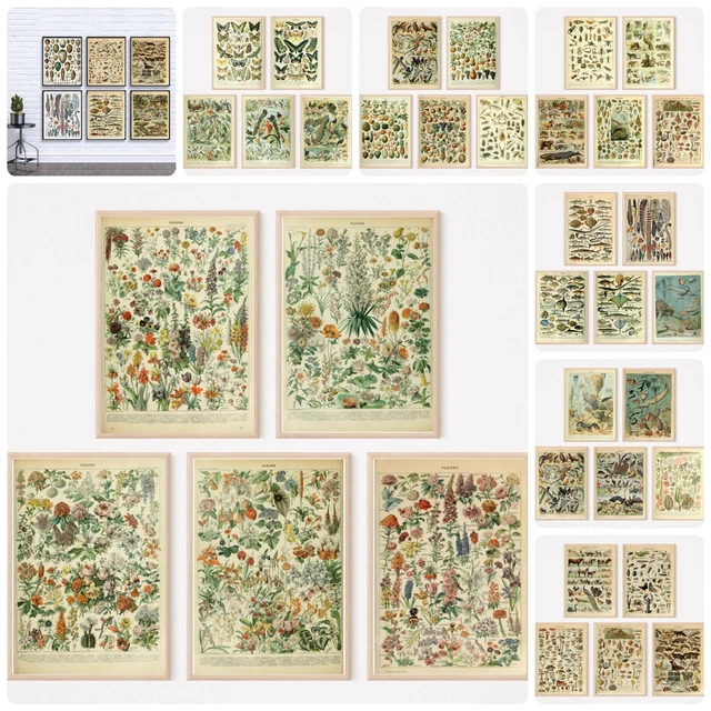Adolphe Millot prints animals vegetables fruit botanical posters vintage art