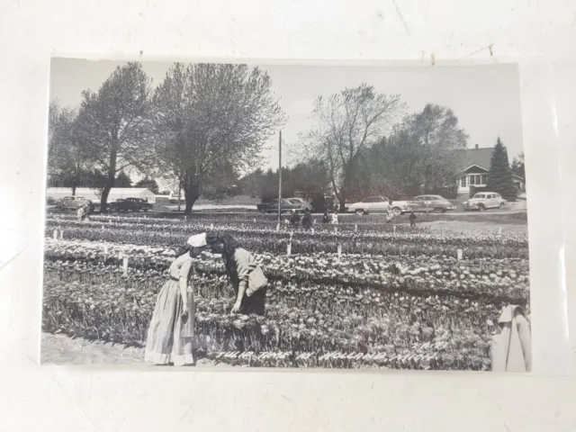 POSTCARD RPPC Tulip Time Holland Michigan Women in Tulip Field c1940s Real Photo