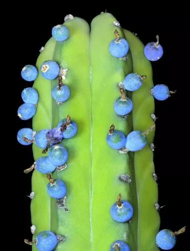 Bilberry Cactus - Myrtillocactus geometrizans - 5+ seeds - Semillas - Gx 041