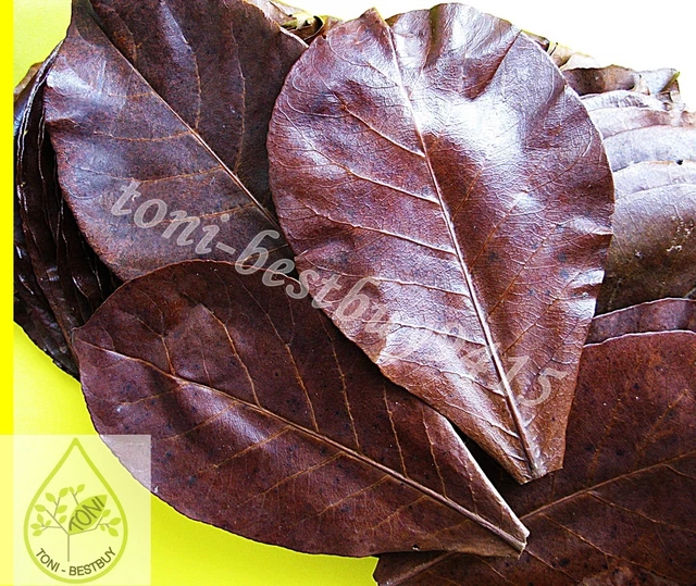 100 pcs. Best Catappa Ketapang Indian Almond Leaves Shrimp Betta Discus Cichlid