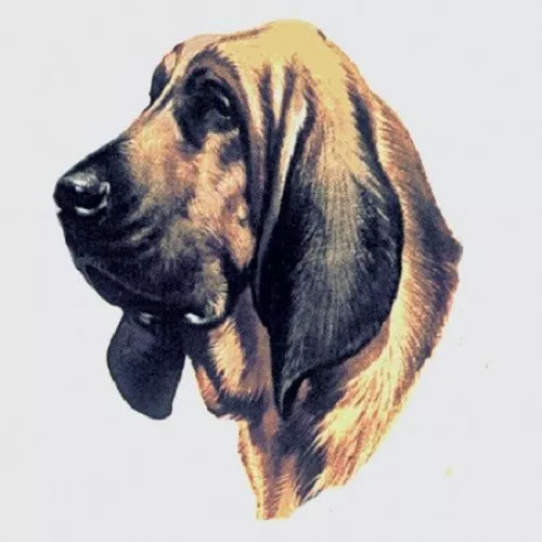 Embroidered Short-Sleeved T-shirt - Bloodhound BT2634 Sizes S - XXL