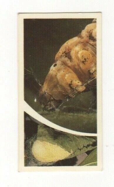 Brooke Bond Microscopic Images 1981 Silkworm